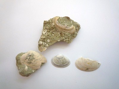 貝化石 - 島根大学標本資料類データベース