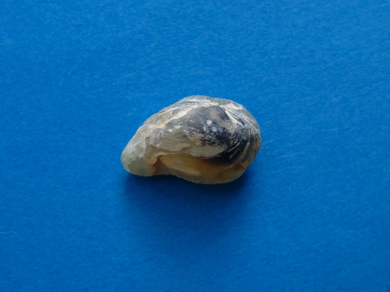 オパール化した二枚貝 Bivalvia Replaced by Opal - 島根大学標本資料