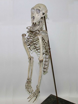 サル 骨格標本 - 島根大学標本資料類データベース