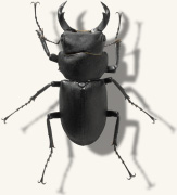 だ*お様 特大!! 54.1㎜ ヒメオオクワガタ 特大!! 54.1㎜ ヒメ