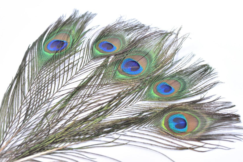 孔雀羽根 ピーコックアイフェザー 【3色展開】 – MAHANA-SHOP