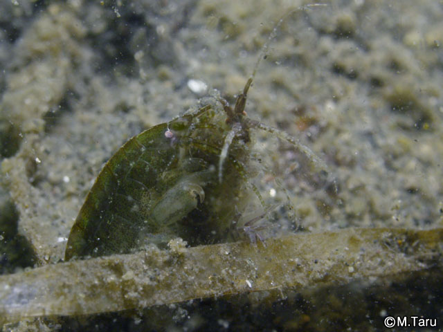 東京湾のヨコエビガイドブック
