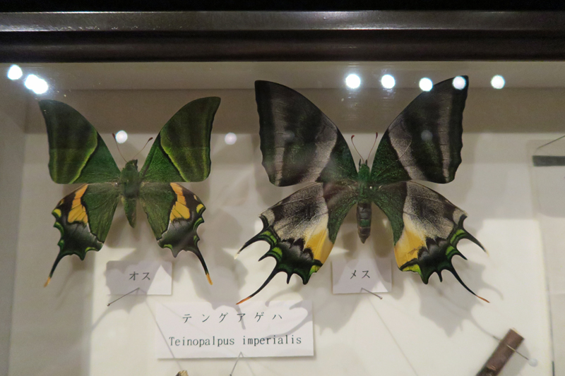 検索結果: Studio YAMAKO