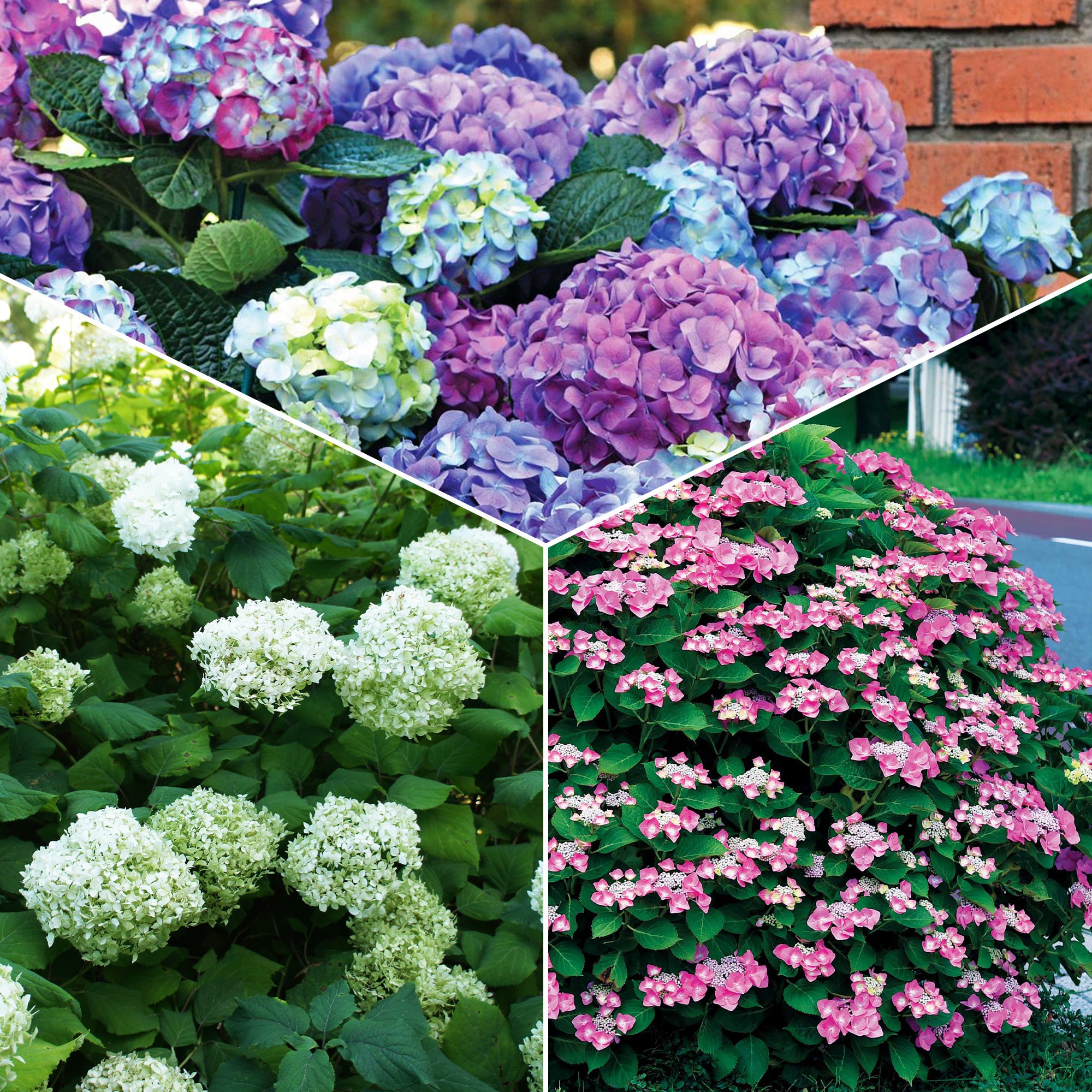 Verzameling hortensia's voor perken en hagen (x3) - Hydrangea