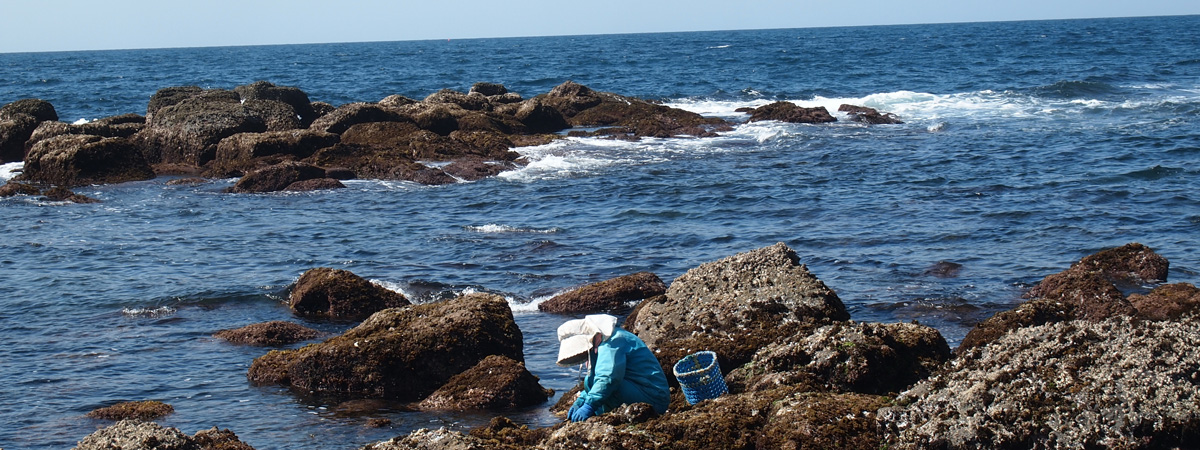 磯 〜いそ〜 | おぢか島旅 | 長崎県五島列島・小値賀町