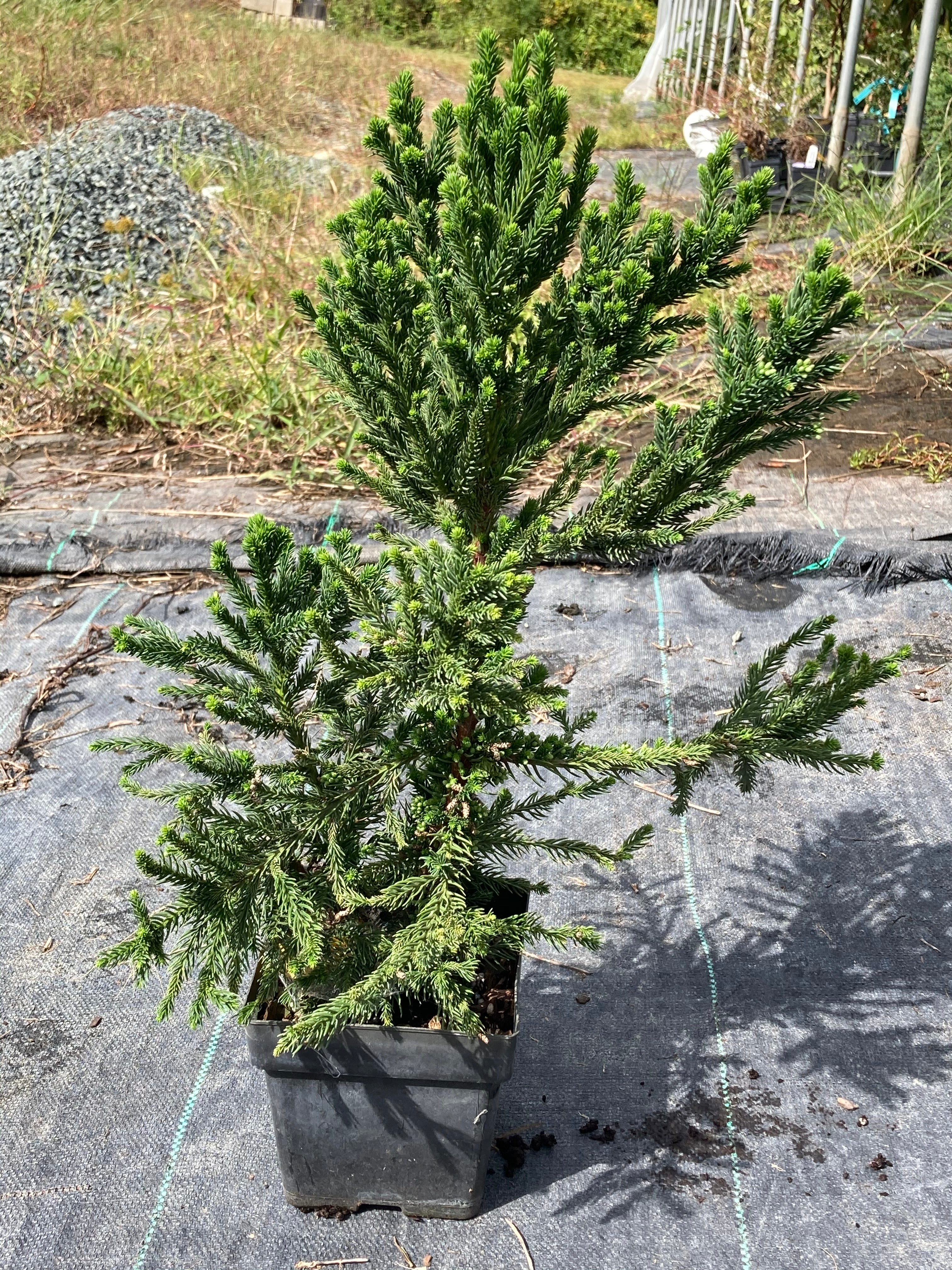 Cryptomeria japonica 'Black Dragon' – Camellia Forest Nursery