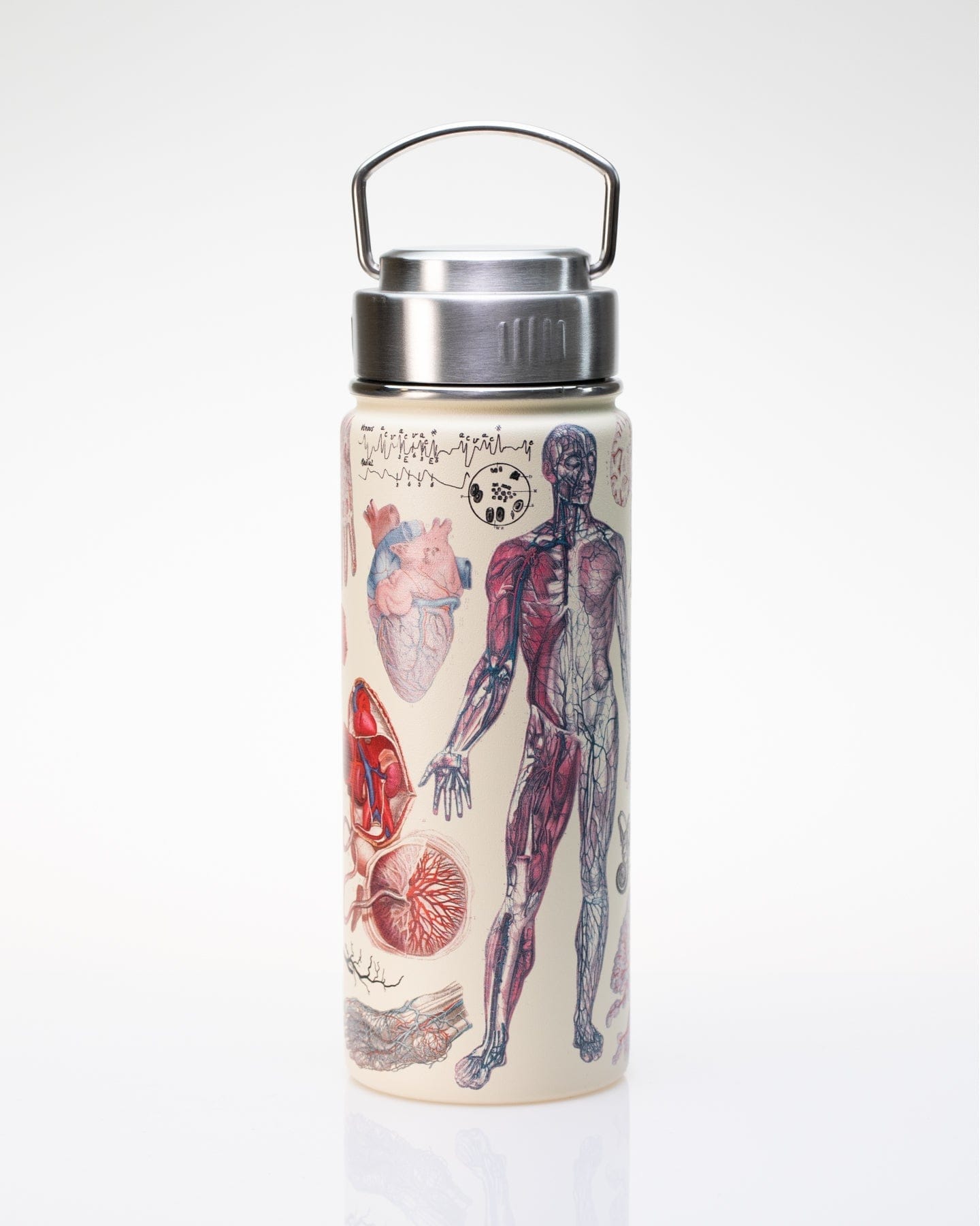 Human Anatomy Stainless Steel Vacuum Flask / Insulated Travel