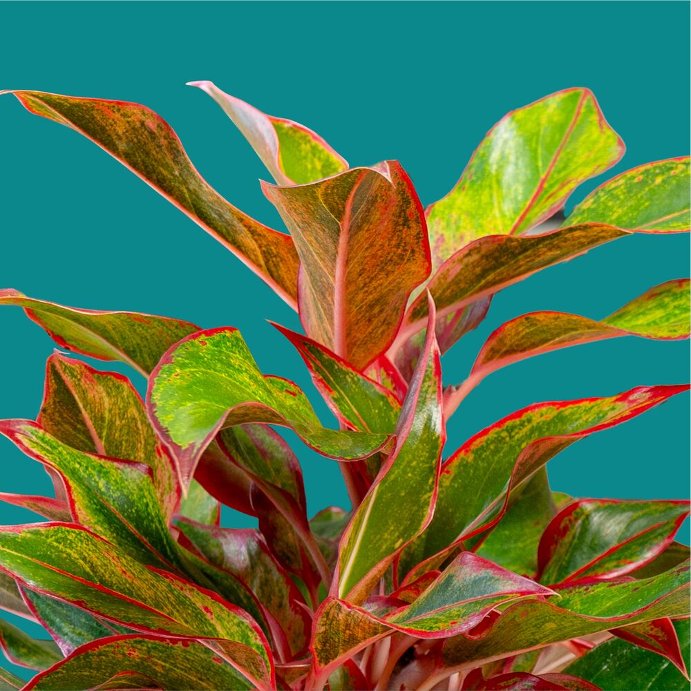 Siam Aurora Aglaonema | medium – Costa Farms