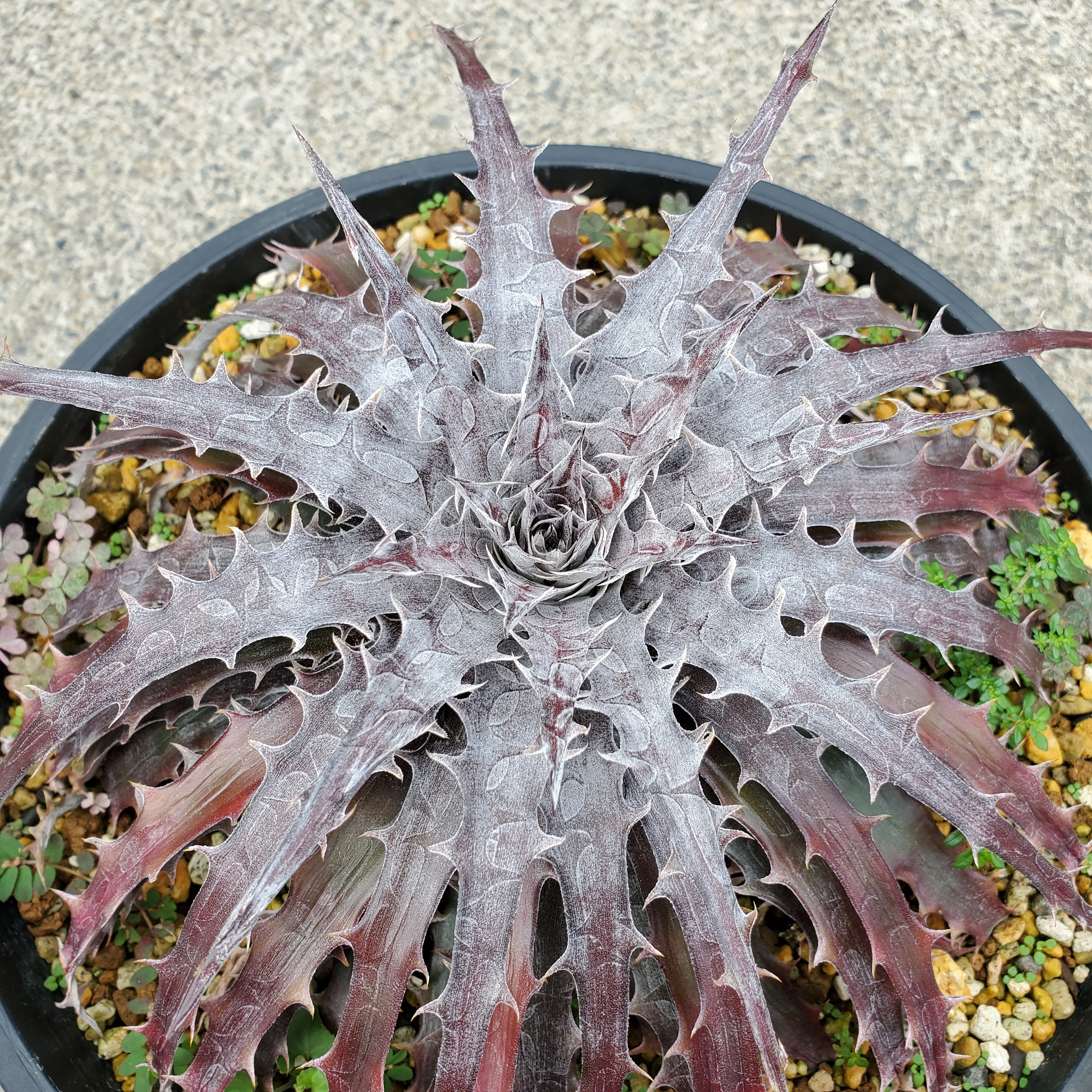 ディッキア・データベース：ディッキア・バトルアクス：Dyckia 'Battle