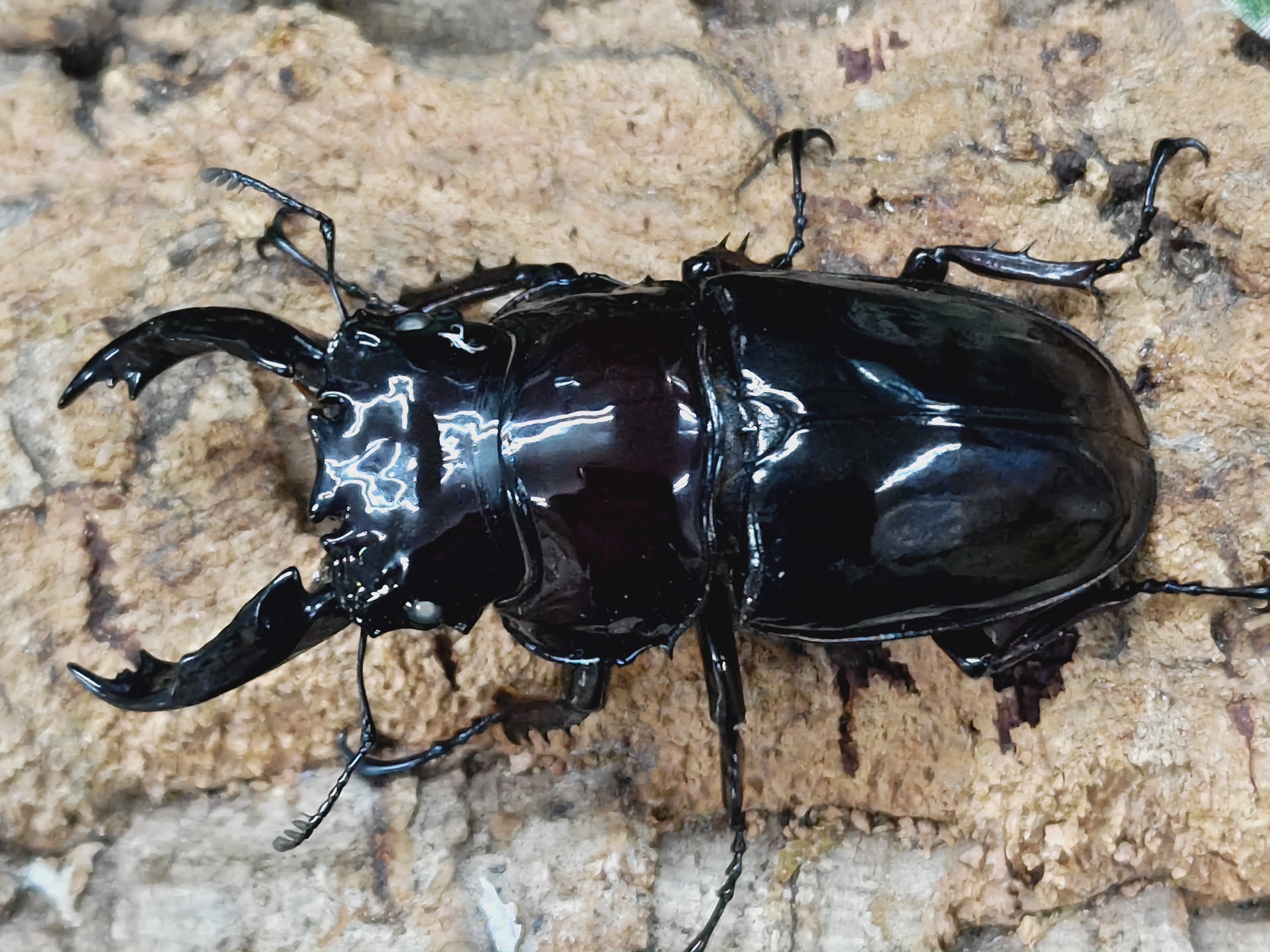 2024.9.26.新入荷!! – クワガタムシ・カブトムシ昆虫専門店COLORS