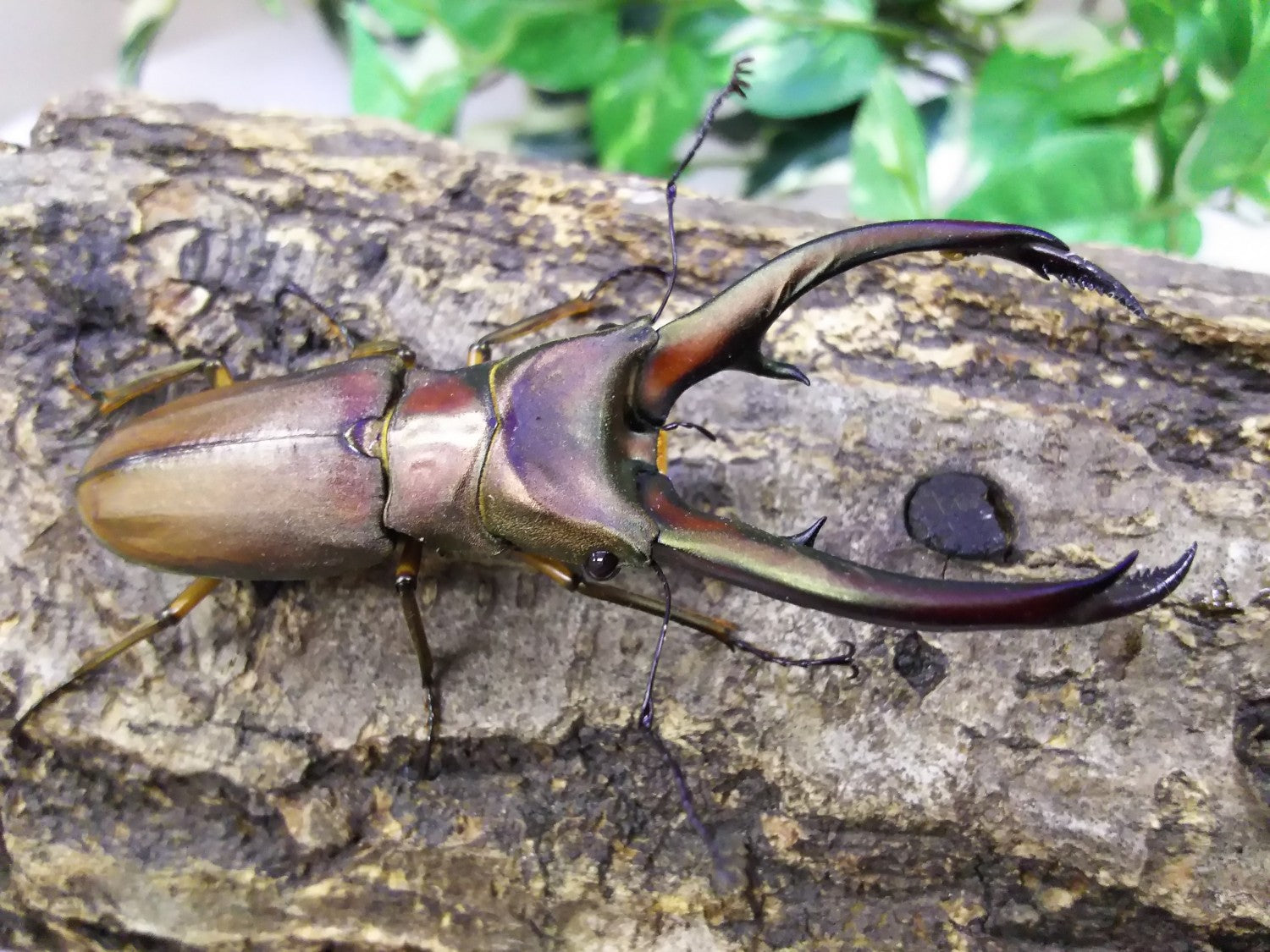 トゥルンカートゥスホソアカクワガタ – クワガタムシ・カブトムシ昆虫