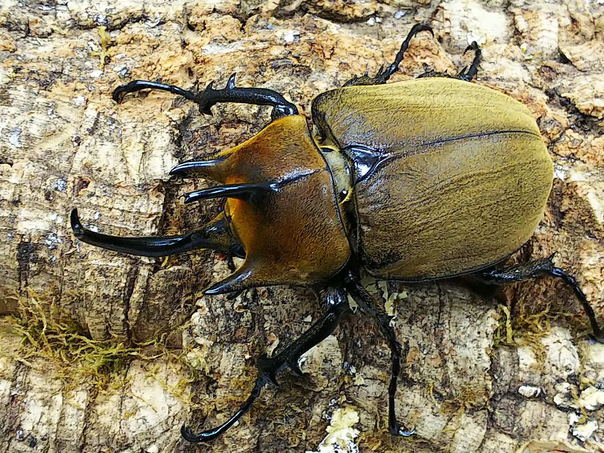 ギアスゾウカブト亜種ポリオン – クワガタムシ・カブトムシ昆虫専門店
