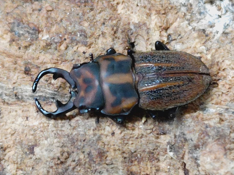 ペルー産ギガンテウスシワバネクワガタ83mm ペア