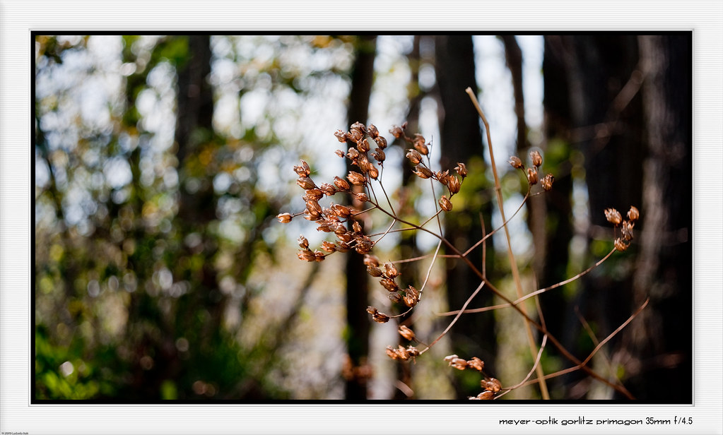 Meyer-Optik Gorlitz Primagon 35mm f/4.5
