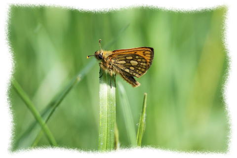カラフトタカネキマダラセセリ