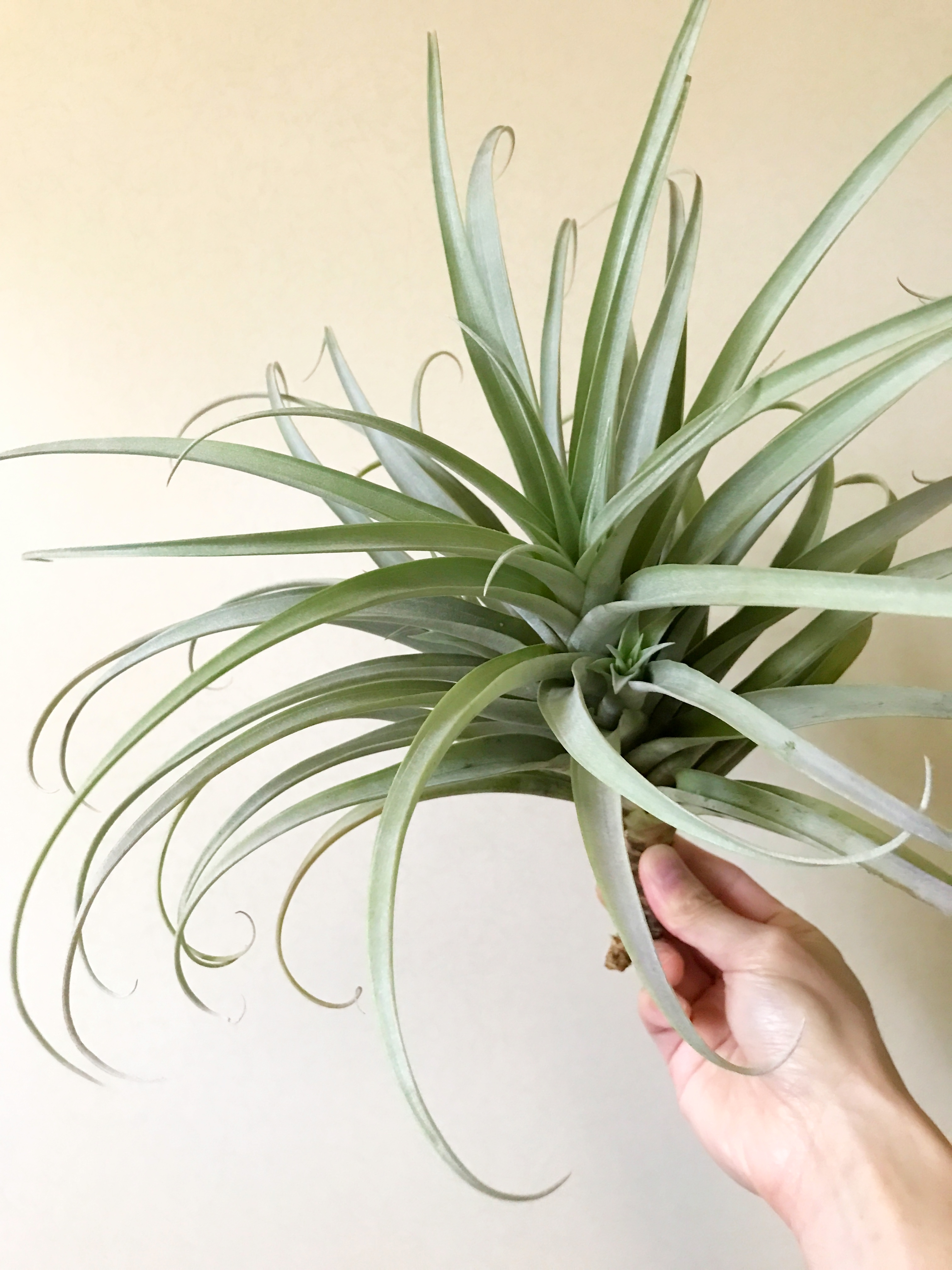 チランジア・ロゼオスカパ Tillandsia roseoscapa 育て方 図鑑