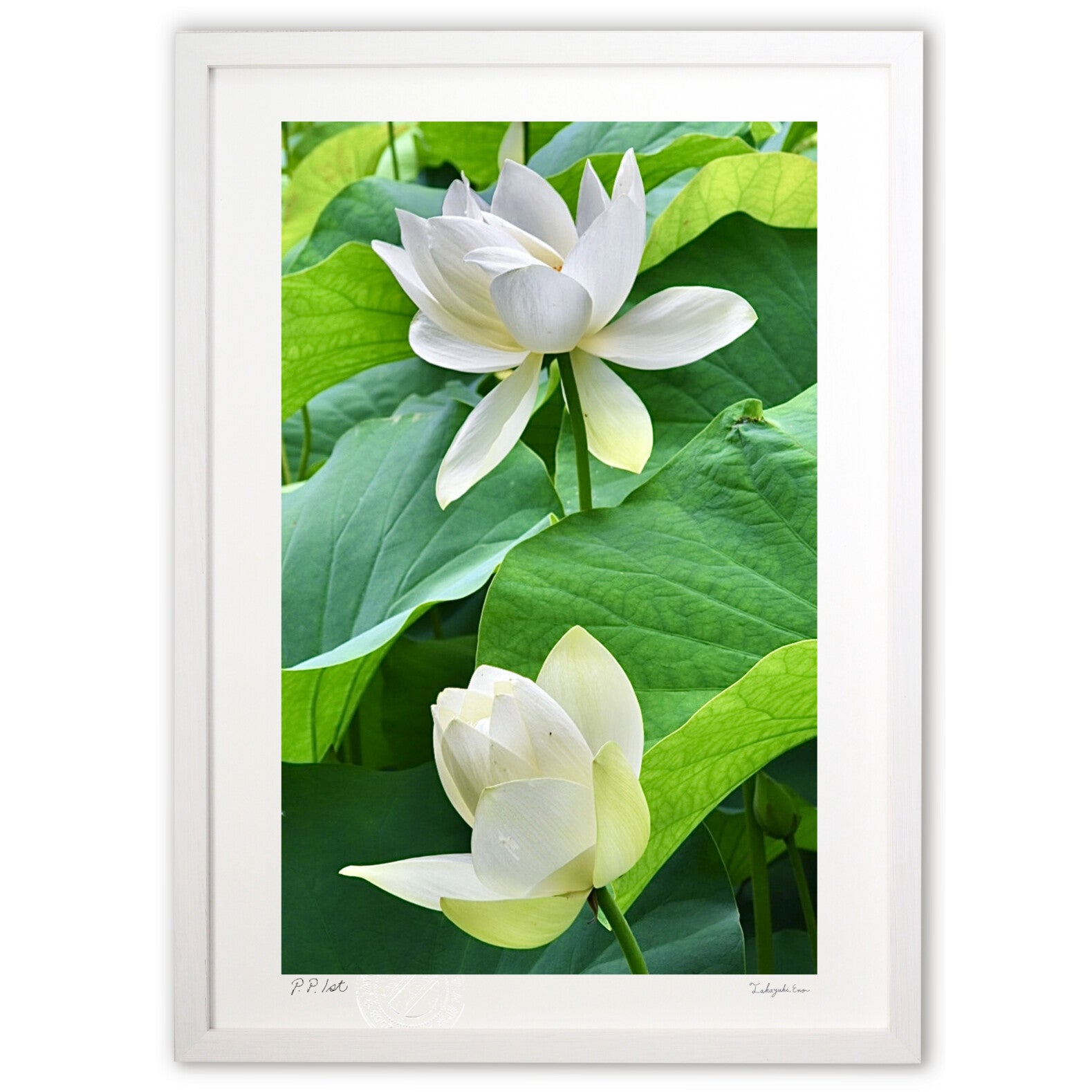 開運絵画 蓮の花 黄金の蓮の花 神の化身 蝶々 白龍様からのメッセージ