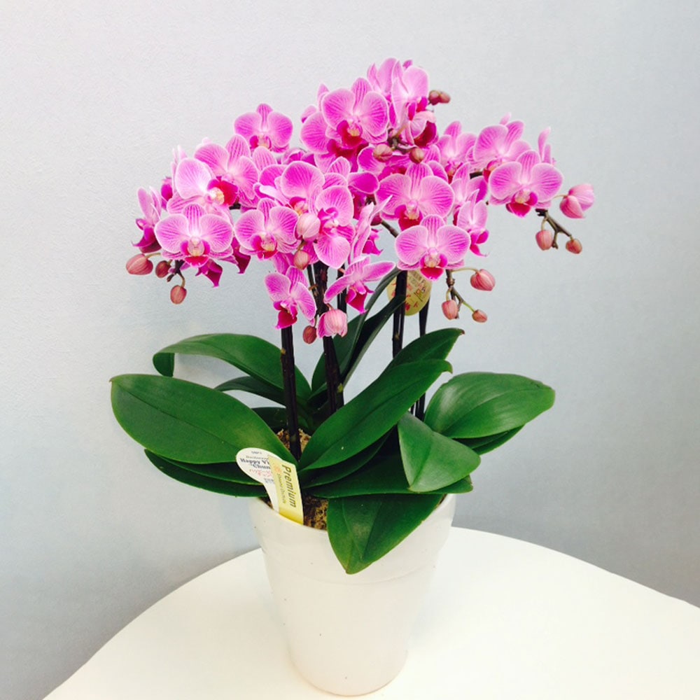 ギフトカード】ミディ胡蝶蘭(6号鉢5本立ち ピンク系) ギフトカード