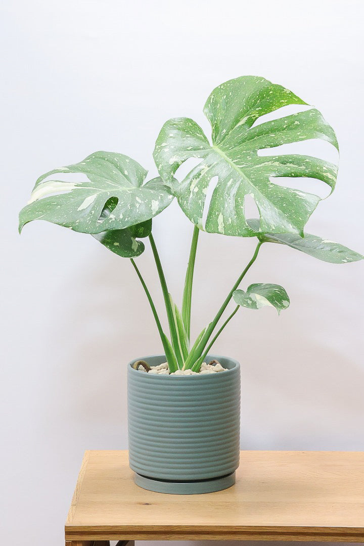 モンステラ タイコンステレーションGR61336B| 観葉植物の通信販売