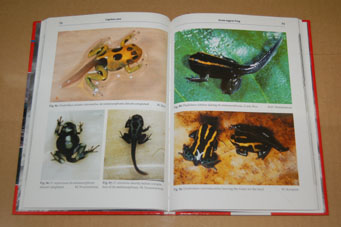 動植物関連書籍 ＞ 両生類 ＞ カエル ＞ ヤドクガエルの繁殖図鑑