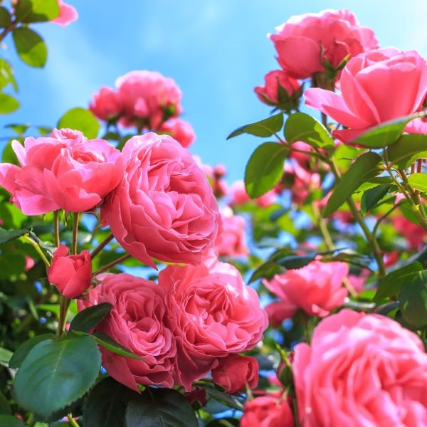 ローズオットー | エッセンシャルオイル 精油 | アローム＆パルファン