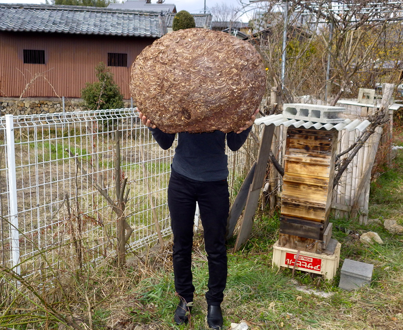 大きな黄色スズメバチの巣 | 大和ミツバチ研究所