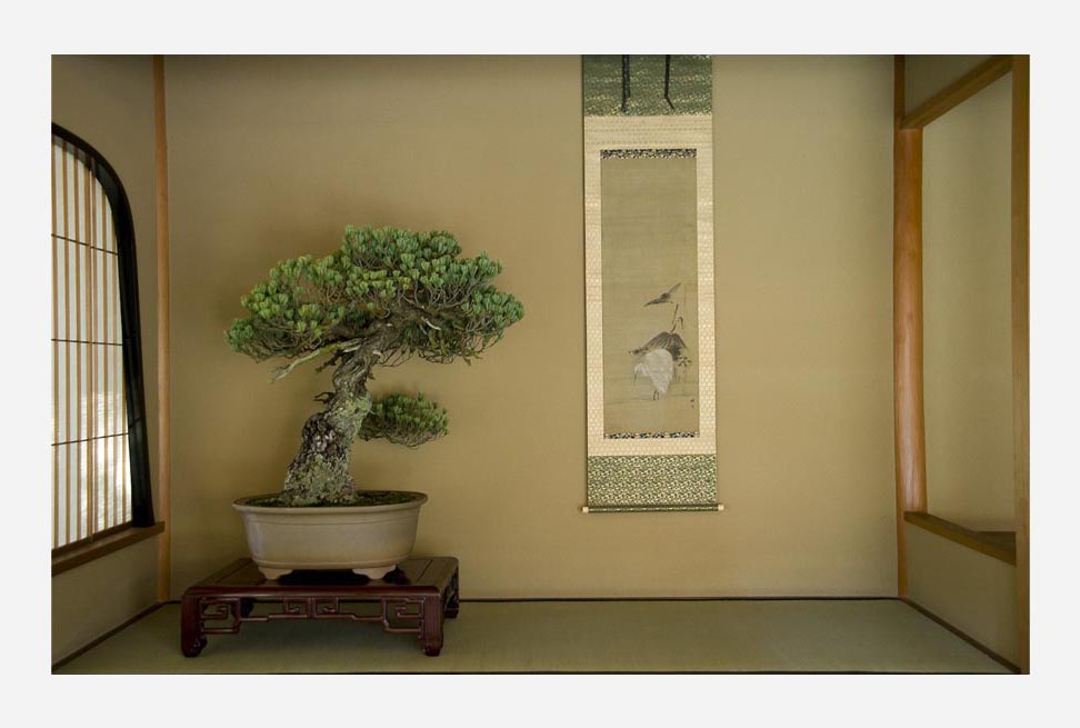 盆栽宇宙 - Shigeru Masuda