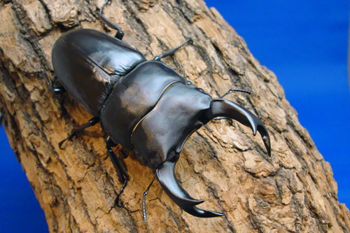 祝受賞！！第11回美形オオクワガタコンテスト | オオクワガタ vs