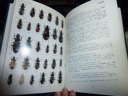 原色日本甲虫図鑑 | 虫けら屋の「ちょっと虫採り行ってくる！」
