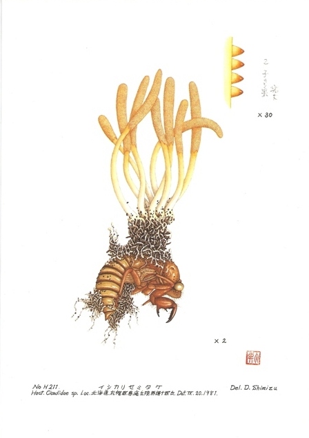 日本冬虫夏草の会発足20周年記念] 清水大典冬虫夏草原図複製 | 佐野