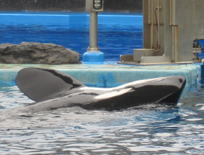 ナミちゃんのこと。 | ハンソン島日記～オルカの訪れる島から～