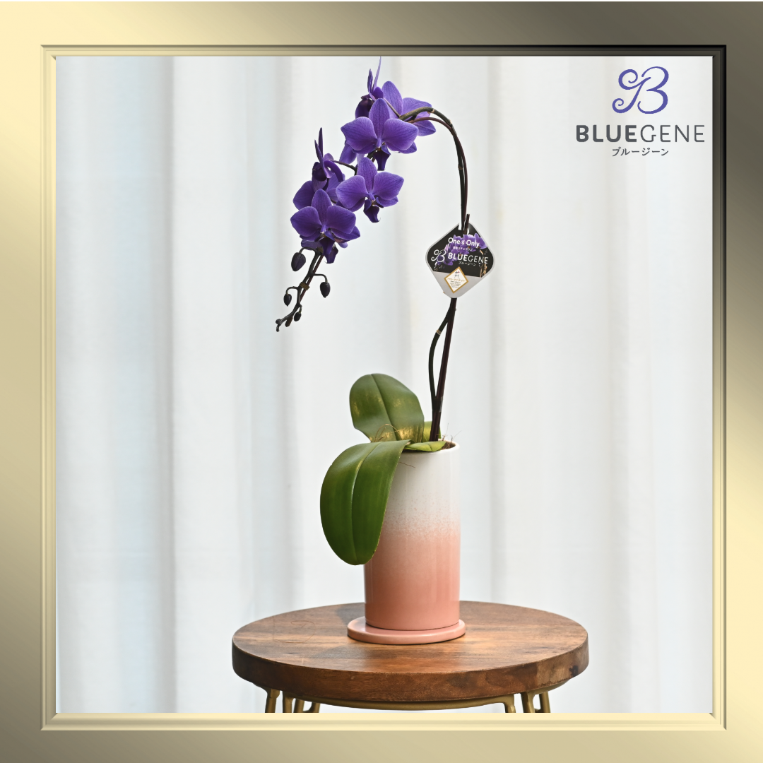 公式】青色胡蝶蘭ブルージーン1本立鉢 ピンクシリンダー／世界初の特別