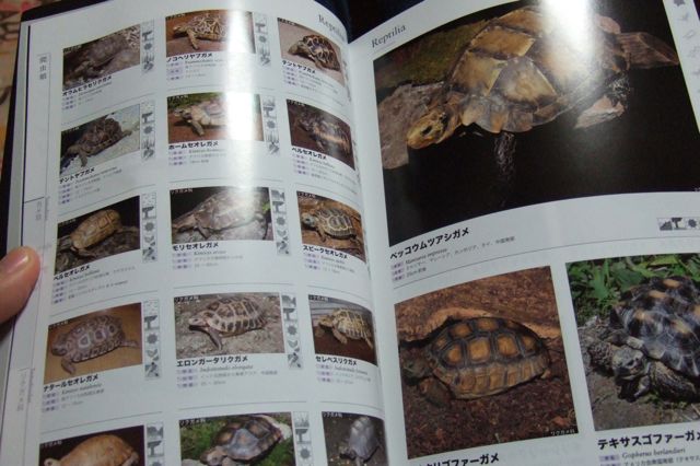 爬虫類 両生類 1800種 図鑑: 亀☆かめぞー日記☆亀