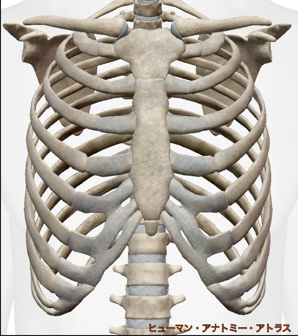 からだサイエンスWEB版 29号 |