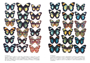 アフリカの蝶類 関連書籍