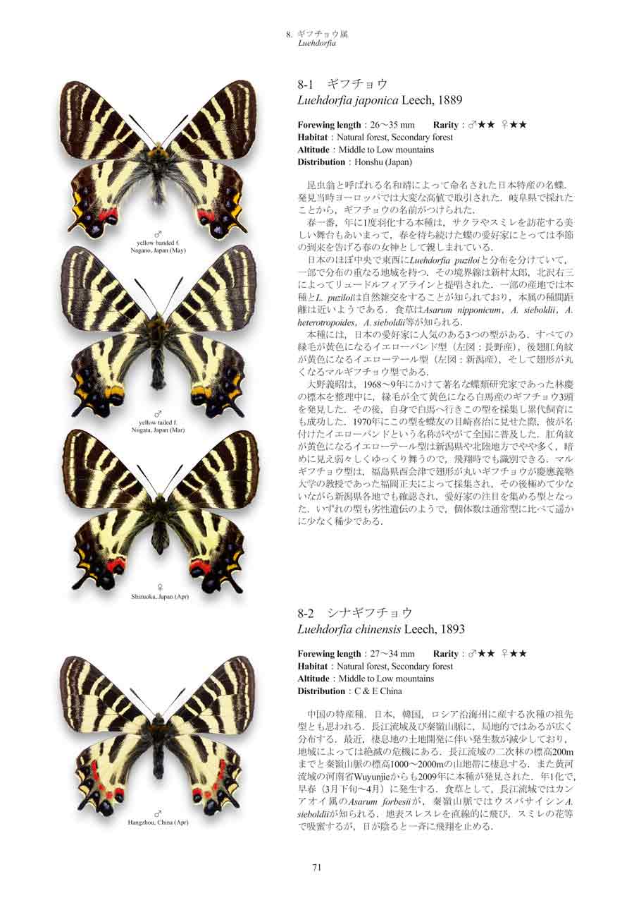 世界のアゲハチョウ図説特設ページ