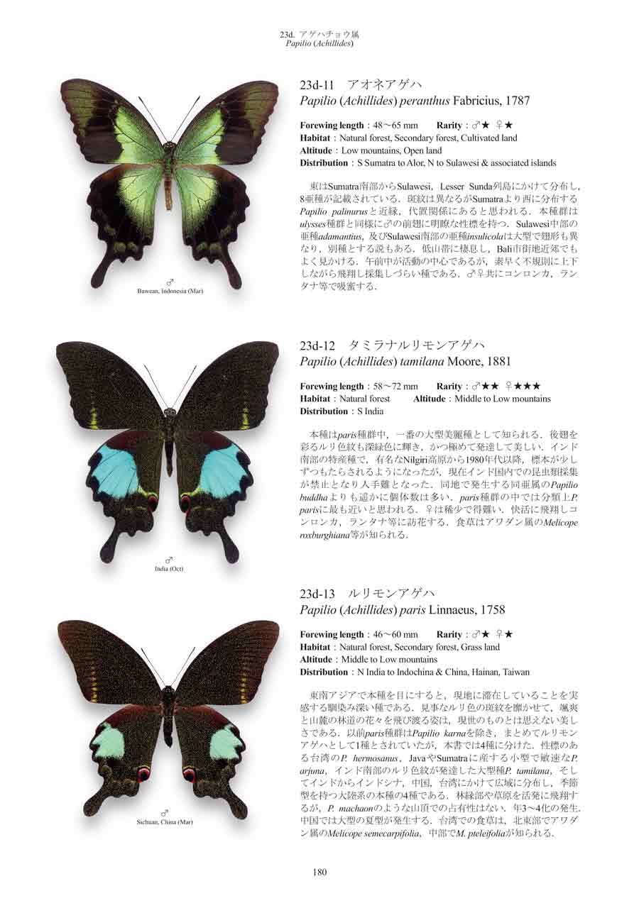 世界のアゲハチョウ図説特設ページ