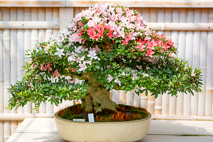 さつき盆栽 | 小林産業株式会社 さつき盆栽