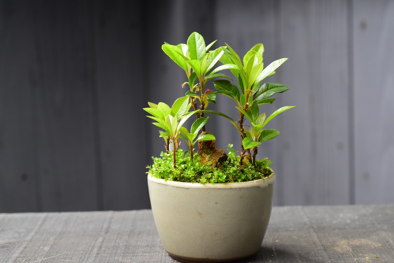 山野草 草もの盆栽 | 那須 苔屋のブログ