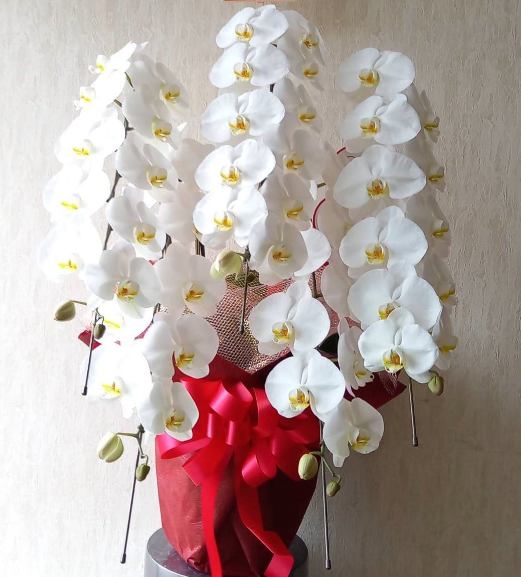 ギフト・胡蝶蘭｜株式会社紅白生花店（公式ホームページ）