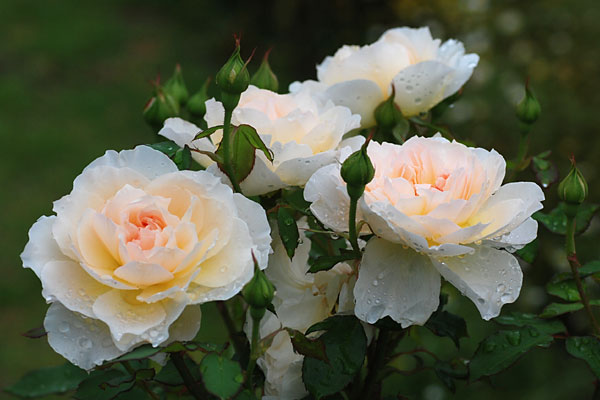 メアリー・マクダレン（Mary Magdarlene)