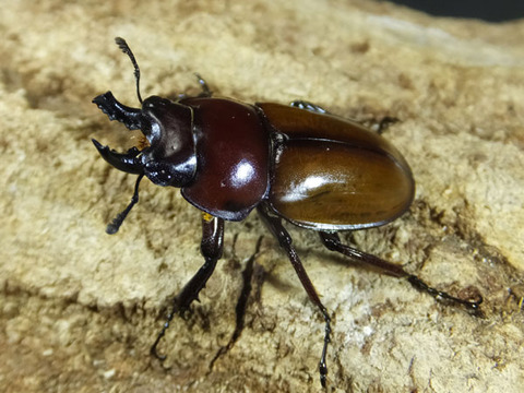 標本 規制前野外品チャイロマルバネクワガタ27mm 標本 規制前野外品