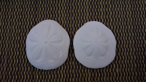 タコノマクラ 標本用 : 波と風の音を聴きながら～