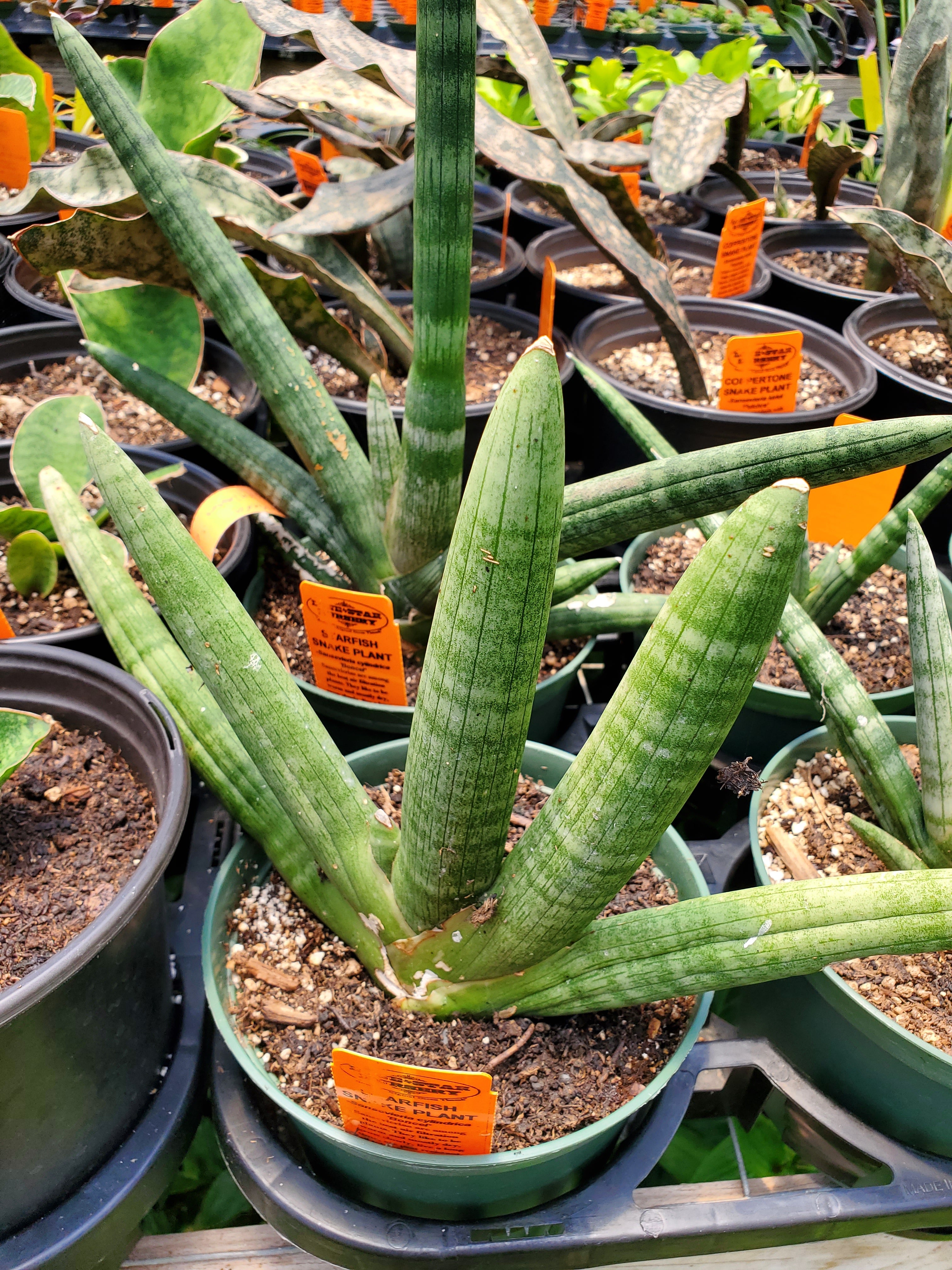 Sansevieria cylindrica 'Boncel' --Starfish Snake Plant - Garden