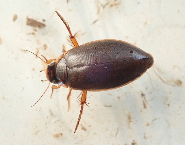 北海道生物図鑑「エゾヒラタヒメゲンゴロウ」