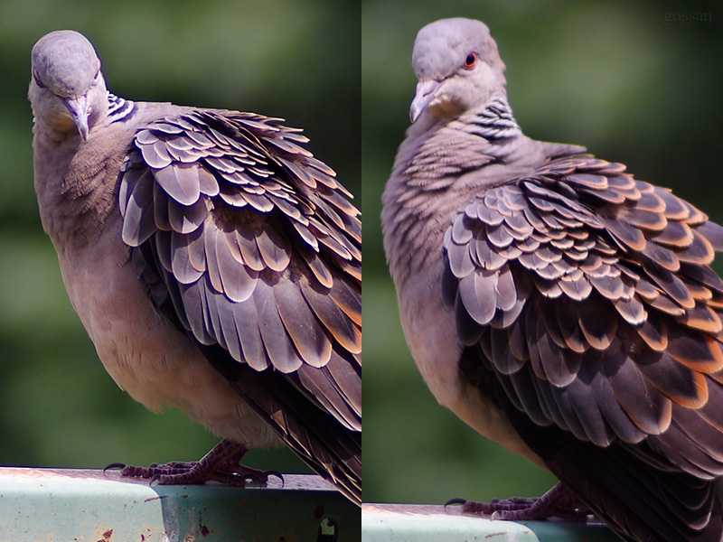 トキナー 60-120mm F2.8 AT-X120 を再評価する: ごっさん居眠り中