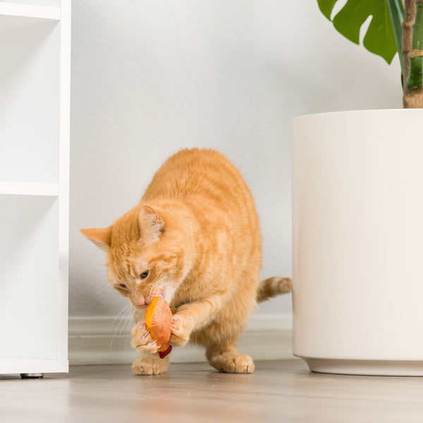 HairballCinnamonWhiskey2.