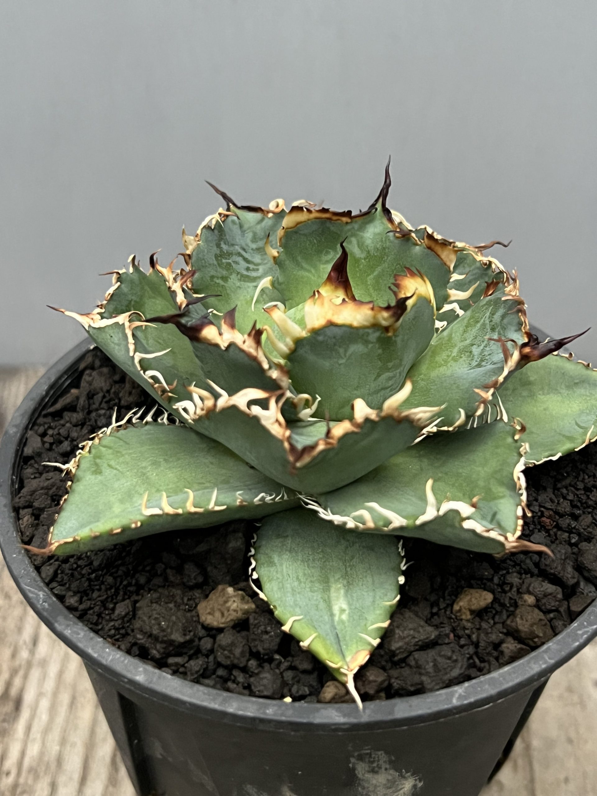 花伝多肉祭り速報 Vol.2 サボテン・アガベ編 – 【公式】花伝 | 福岡県