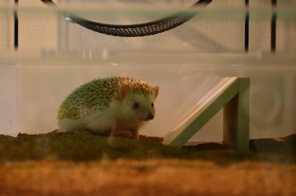 本気レビュー】ハリネズミ用アクリル飼育ケージの使用感 | 我が家の