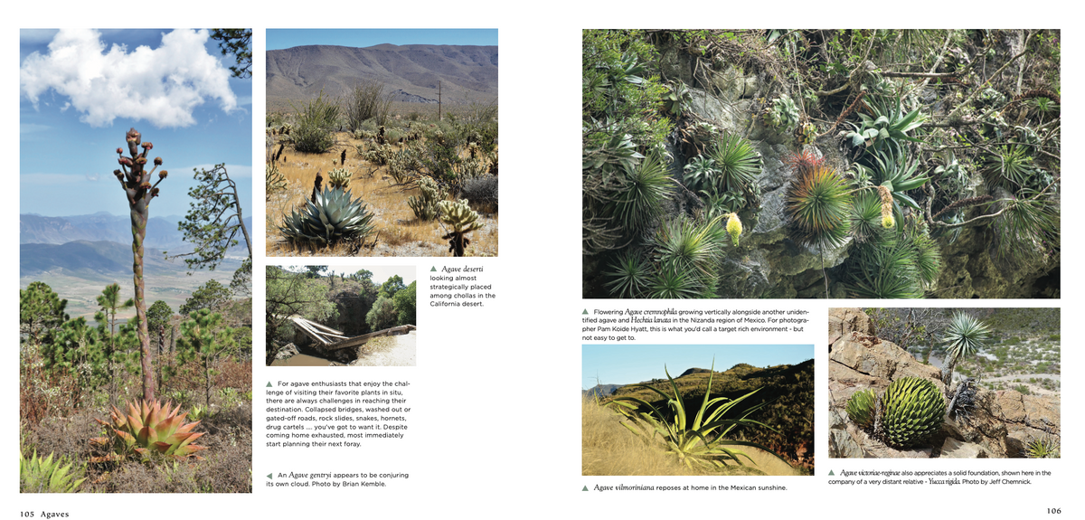 Agaves, species, cultivars, & hybrids 2nd Ed. – Hidden Agave